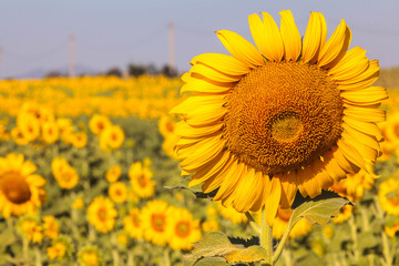 Sunflowers field