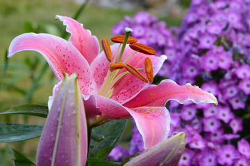 Blumen 662 © K.-U. Häßler