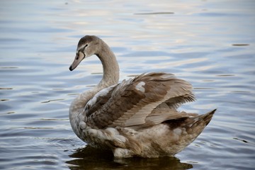 Detail of a wild swan and water