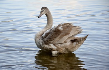 Detail of a wild swan and water