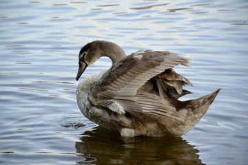 Detail of a wild swan and water