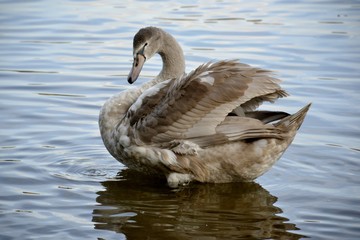 Detail of a wild swan and water