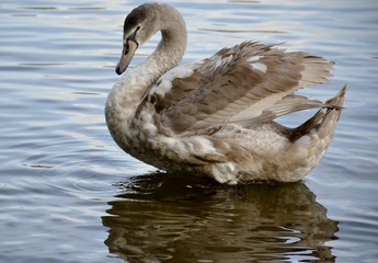 Detail of a wild swan and water