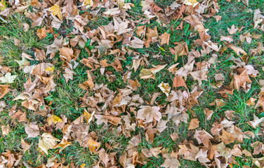 Herbstlaub auf einer Wiese