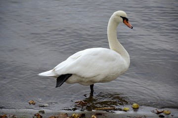 Fototapeta na wymiar Detail of a wild swan and water