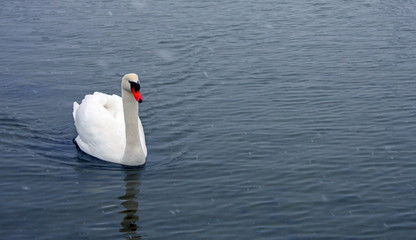 Naklejka premium Swan swimming in lake
