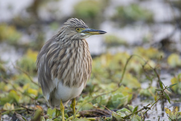 Indian pond Heron