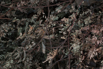 Fototapeta premium Dry leaf