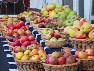 Eating and cooking apple varieties on display at an English autumn fair