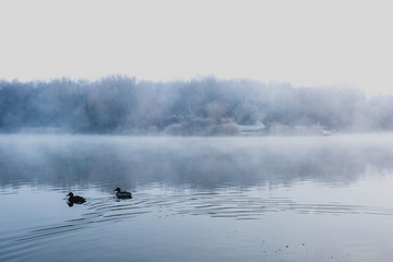 Obraz na płótnie Canvas Mist hovering over a cold lake in Goldsworth Park, Surrey, Wokin