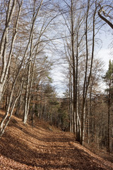 trail in the forest