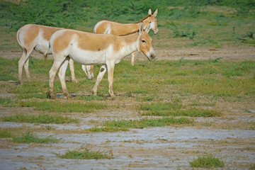 Naklejka na ściany i meble Indian Wild Asses ( Equus hemionus khur ) or Baluchi wild ass ( aka ghudkhur) in the Raan of Kutch, a sparsely populated saline desert in Gujarat. It is its last natural sanctuary