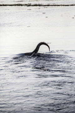 Yellow Water Billabong, Crocodile Tail, Australia