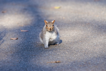 Grey squirrel posing, bending one paw on an asphalt road in the park