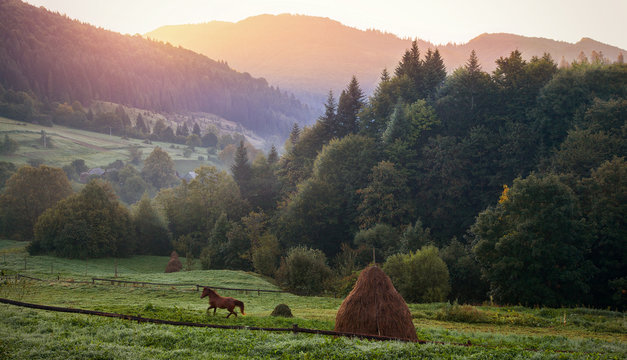 Carpathian Mountains. Morning in the mountains, the hourse runni