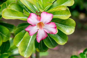 Beautiful flower adenium