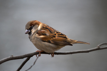 House Sparrow on Tree Branch