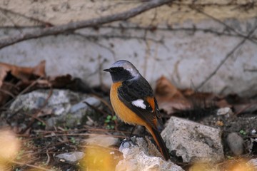 Male Daurian Redstart (Phoenicurus auroreus) in Japan