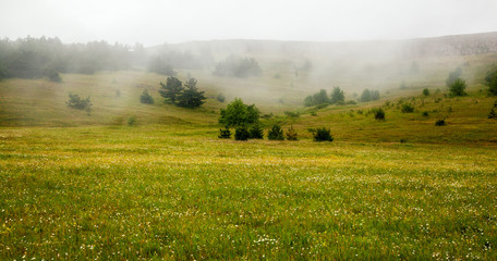 beautiful meadow with flowers in the mountains. The fog in the b