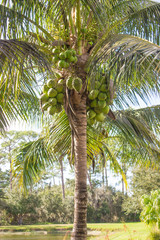 Obraz premium Palm Tree with Green Coconuts