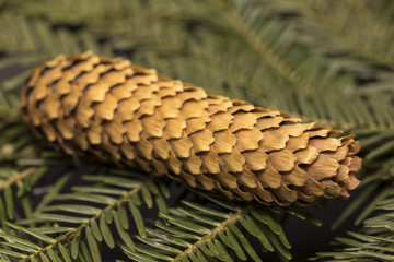 Christmas green pine fir spruce branch on wooden background  tre