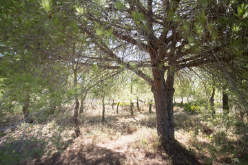 Obraz premium EUROPE PORTUGAL ALGARVE OLHAO QUINTA DE MARIM