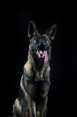 Portrait of a young female mullti-coloured German Shepherd dog