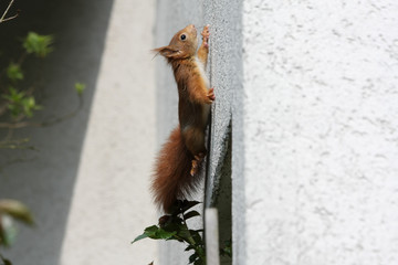 Junges Eichhörnchen an Hauswand