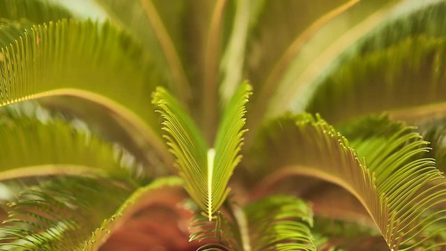 Delicate branches of palm trees.