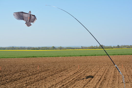 Effaroucheurs d'oiseaux