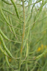 Cylindrosporiose sur tige de colza