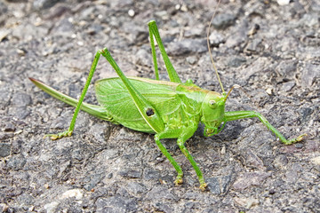 Big green grasshopper
