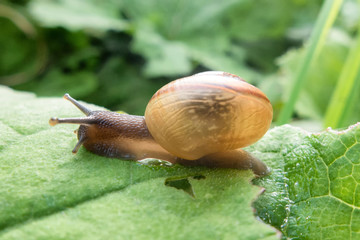 Big snail on plant