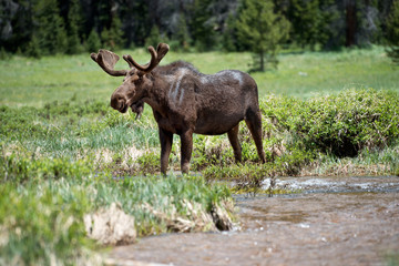 Naklejka na ściany i meble Wild Moose in Rocky Mountain National Park