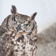 Upper body of an owl