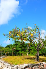 The Tree