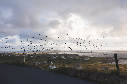A murder of cross flying over Bun na Leaca, County Donegal. Irel