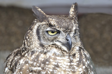 Upper body of an owl