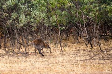 Jumping kangaroo in Australian wilderness