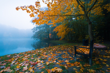 Bench in park
Gold autumn in Park of Freedom in Brzeg, Poland