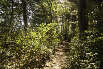 Trail in Borderland State Park