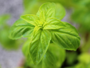 Frisches Basilikum