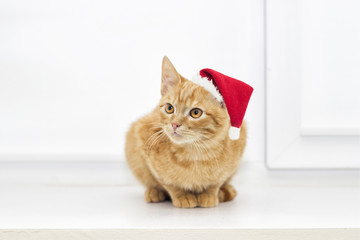 little kitten in Christmas hat on a window sill
