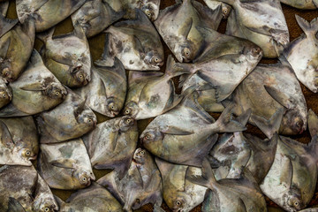 Fresh Fish in Malvan wholesale fish market