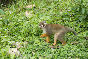 Saimiri monkey walking and looking