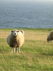 Schaf an der Ostsee