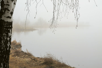 Берёза на берегу
