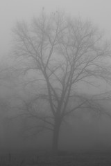 Obraz na płótnie Canvas Дерево в тумане