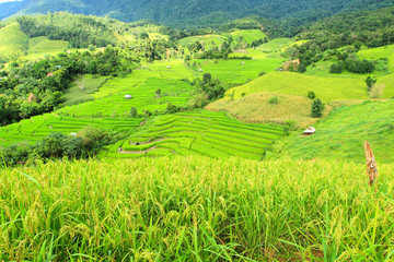 Fototapeta na wymiar Green rice terraces and mountain with rice field foreground Nature landscape at Ban Pa Pong Pieng, Chiang Mai, Thailand