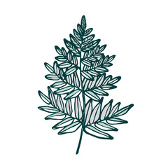 Fern isolated on white background. Hand drawn. Vector illustration.
